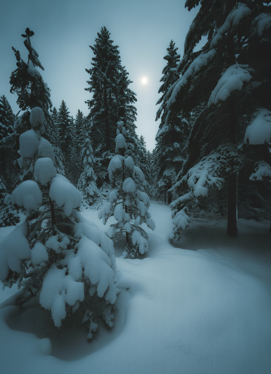 Snow-covered pine forest under a soft glowing moon