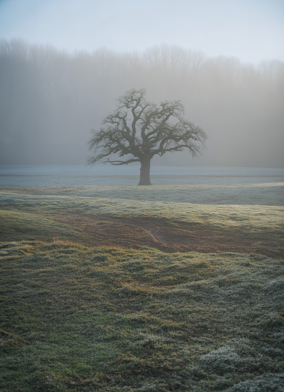 Foggy meadow with a lone tree and forest backdrop