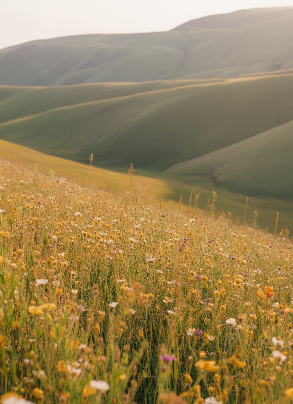 Golden wildflower meadow stretching toward softly rolling green hills