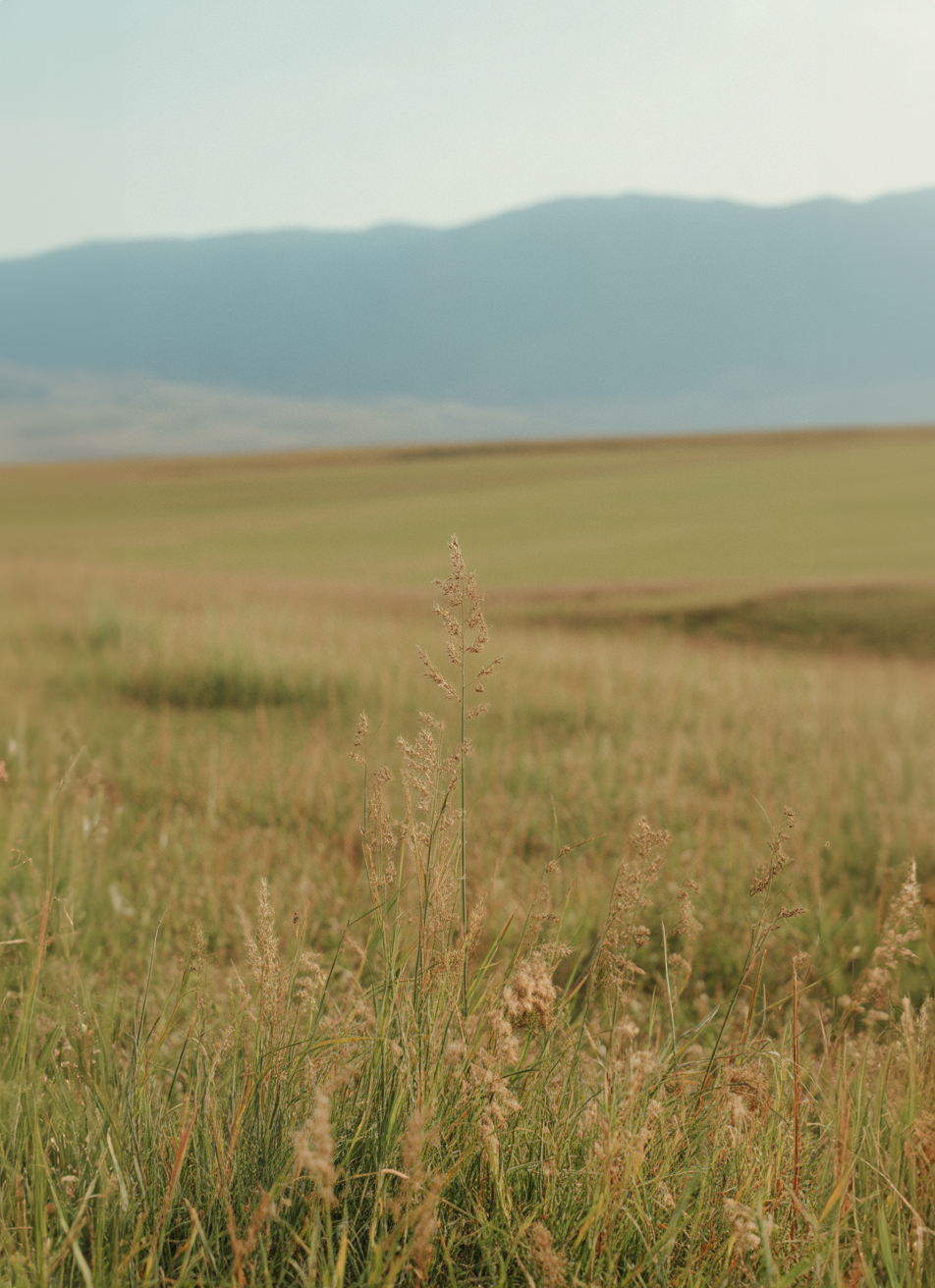 Golden grassy field with distant blue mountain range