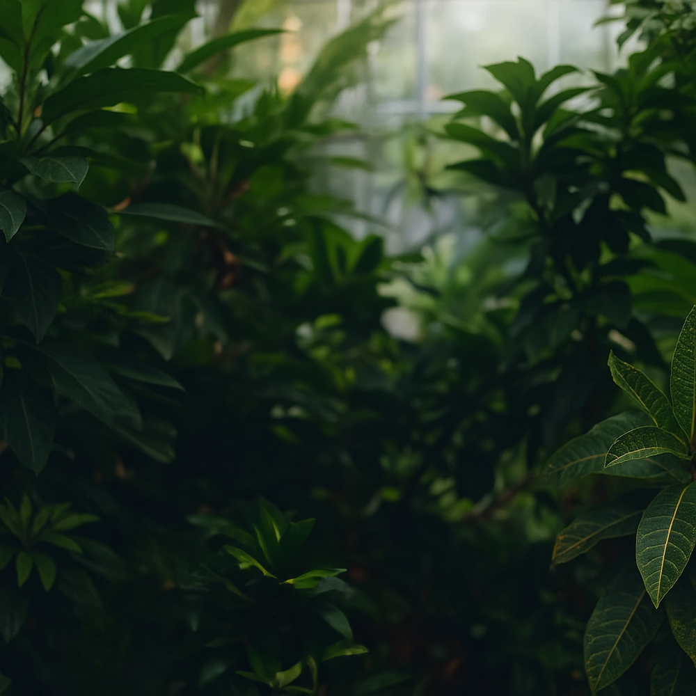 Lush tropical garden path on a warm day