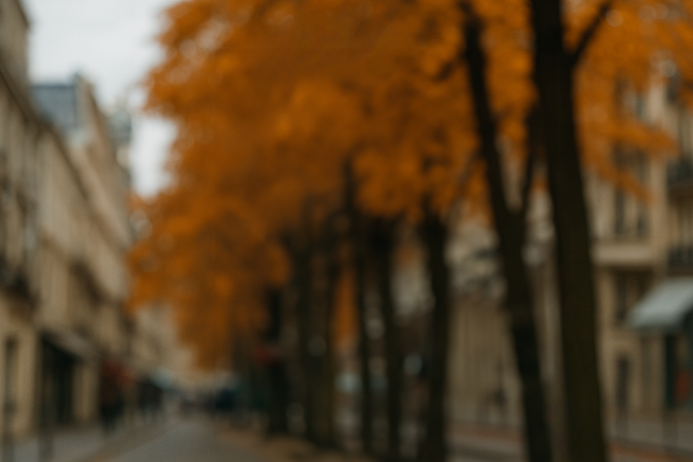 Autumn city street lined with golden trees