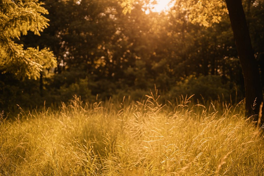 Golden hour glow in a quiet meadow