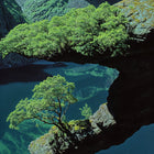 Mirolyn